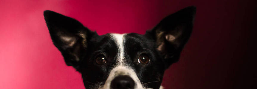 巴森吉狗用大耳朵偷看是因为什么东西，红色只是背景带阴影，照片以横幅的形式出现