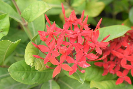 特写镜头 花园 花的 美丽的 颜色 墙纸 自然 开花 夏天