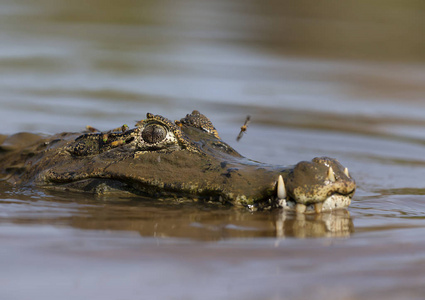 一个雅卡尔凯门鳄在水中游泳的特写镜头