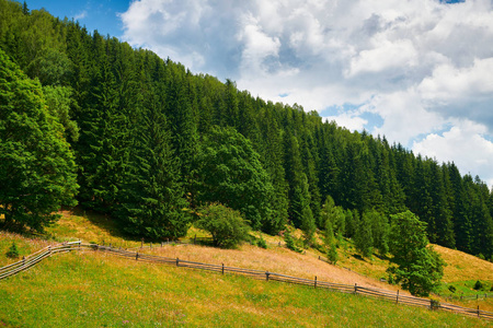 美丽的夏季风景，高山上的云杉，蓝天和野花旅游目的地风景，喀尔巴阡山脉