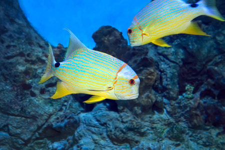 异域热带珊瑚礁鱼,旗鳍鲷鲨鱼旗矢量图鲤鱼旗鲤鱼旗鲤鱼旗海洋鱼景横