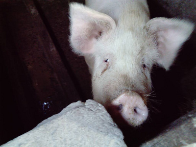 猪圈里的猪。饲养动物的肮脏的谷仓。小猪很重。猪要求不要她，也不要吃猪肉。素食主义与健康饮食问题