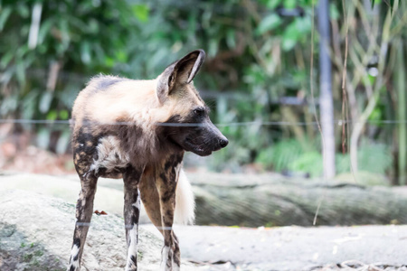 African Wild Dog in the Bush and Game Reserves. African painted 