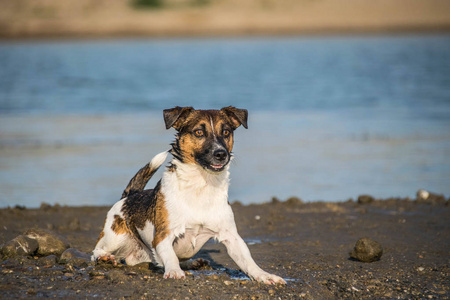 夏天 可爱的 宠物 自然 犬科动物 哺乳动物 动物