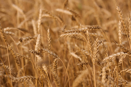 植物 旅行 生态学 领域 外部 自由 环境 小麦 自然 季节