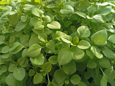 特写镜头 草坪 植物学 园艺 自然 公园 花的 颜色 郁郁葱葱