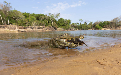 大白鲨吃人图片