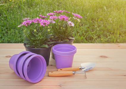 Outdoors seedlings of osteospermum african daisy, purple plast