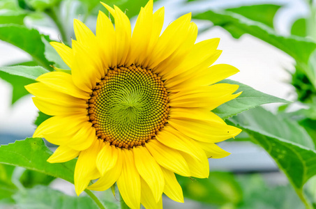 鲜艳的黄色向日葵在模糊的绿色叶子上绽放照片