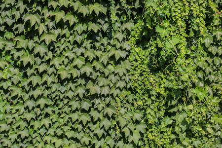 Green ivy covered wall closeup 