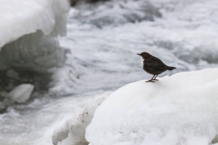 栖息 分支 自然 野生动物 鸟类 动物 冬天 寒冷的 美丽的