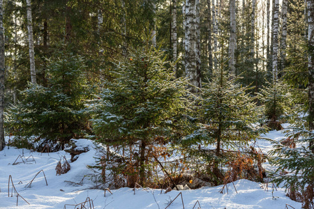 松木 冬天 旅游业 场景 风景 森林 天空 加拿大 木材