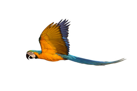 美丽的 有趣的 鹦鹉 漂亮的 可爱的 自由 航班 动物 宠物