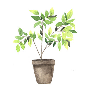 水彩手绘室内绿色植物照片