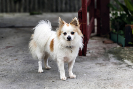 小狗 宠物 夏天 宝贝 幼犬 纯种 可爱极了 寻回者 哺乳动物