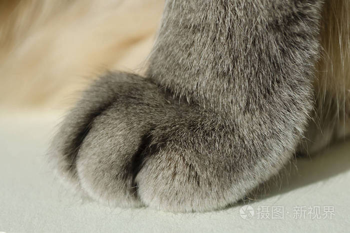 猫爪特写镜头苏格兰短毛猫的爪子