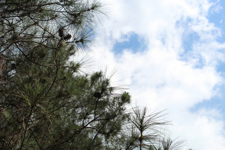 分支 阳光 夏天 植物 树叶 木材 针叶树 自然 在下面