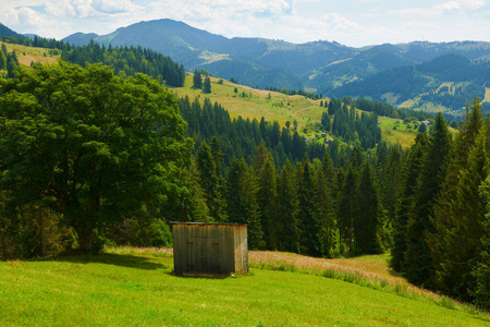 目的地树高图片