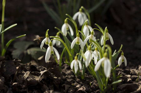 白雪莲(galanthusnivalis)是第一朵春花.