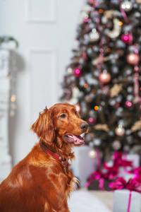 可爱的 圣诞节 肖像 颜色 甜的 猎犬 闪烁 动物 演播室