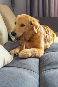 漂亮的金狗在沙发上嚼着美味的骨头