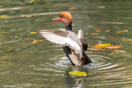 内环境城市池塘内不同环境下的红冠鸭照片