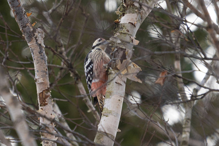 分支 野生动物 啄木鸟 动物 木材 森林 自然