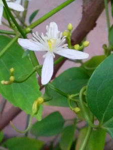 植物 花瓣 颜色 花的 开花 盛开 美丽的 夏天 植物区系