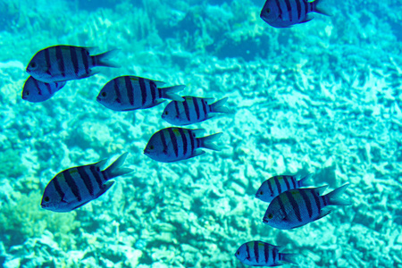 海洋 水下 海底 水肺 插图 埃及 潜水员 环境 动物 海的