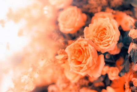 Closeup image of beautiful flowers wall background with amazing 
