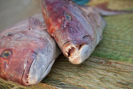 a large fresh appetizing reddish fish lies on a wooden table cov