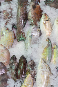 贝类 自然 海的 特写镜头 美食家 生的 超市 市场 营养