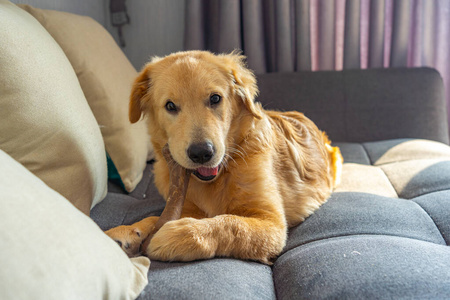 淘气的金毛猎犬在沙发上嚼生皮骨头
