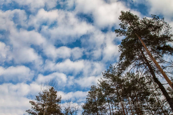 风景松枝在蓝灰色的冬日天空和云彩的背景下