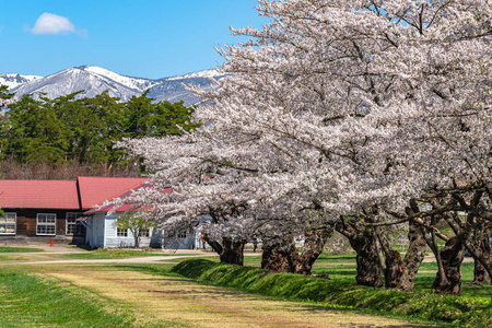 小井农场在春季樱花季节四月五月阳光明媚的早晨。在日本岩手县石柱町，游客欣赏樱花盛开的美景