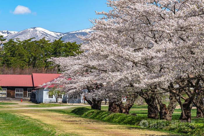 小井农场在春季樱花季节 四月 五月 阳光明媚的早晨 在日本岩手县石柱町 游客欣赏樱花盛开的美景照片 正版商用图片2705t5 摄图新视界