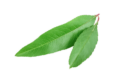 白色背景上孤立的桃叶特写镜头照片