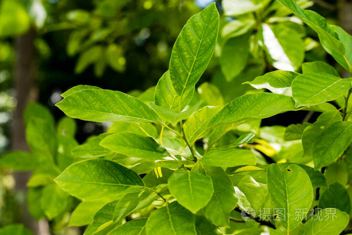 叶柄青叶的生长