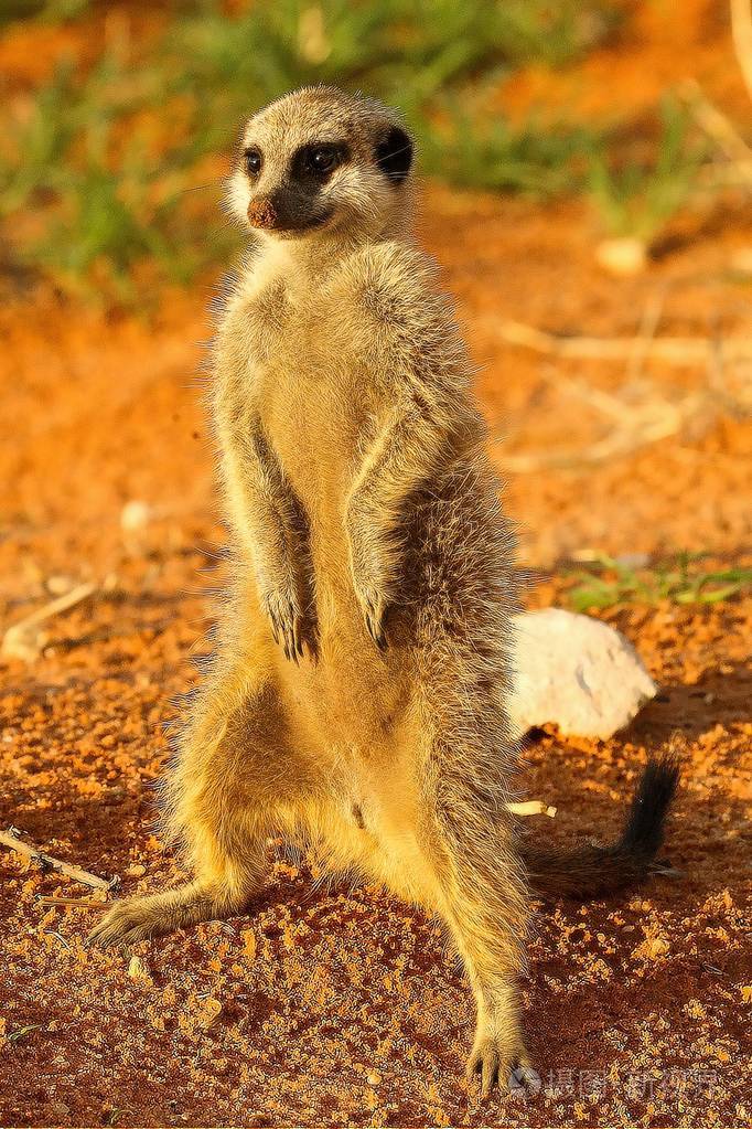 猫鼬(suricata suricatta)丁满在卡拉哈里沙漠中呆在红沙滩上,靠近地