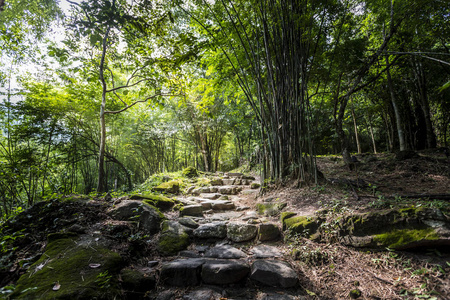 通路 公园 雨林 春天 夏天 冒险 国家的 泰国 丛林 植物