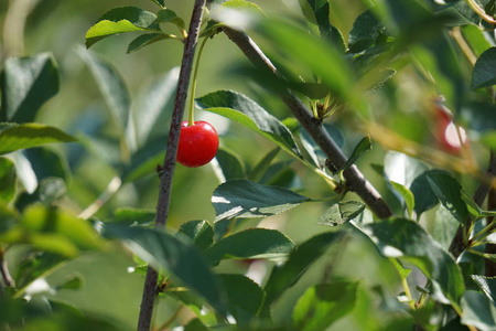 食物 农业 夏天 自然 水果 花园 樱桃 灌木 浆果 特写镜头