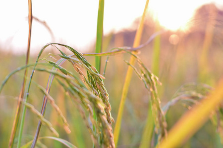 Beautiful Paddy rice field with sunset. 