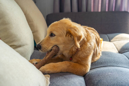 年轻漂亮的金毛猎犬在沙发上咬着美味的骨头