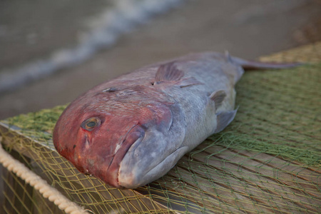 a large fresh appetizing reddish fish lies on a wooden table cov