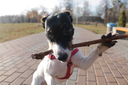 哺乳动物 肖像 自然 小狗 犬科动物 有趣的 拉塞尔 猎犬