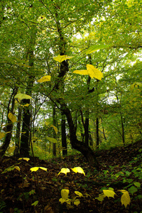 公园 木材 自然 森林 落下 春天 植物 秋天 季节 风景