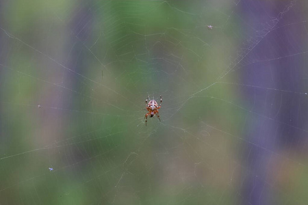 秋林蜘蛛网中央的蜘蛛