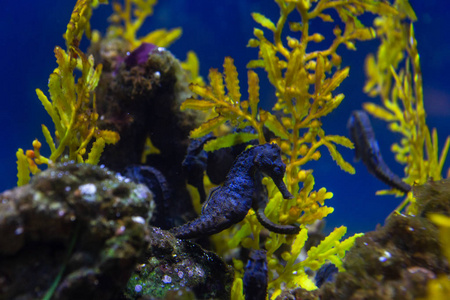 生态系统 盐水 海洋 潜水 环境 水族馆 浮潜 自然 旅行