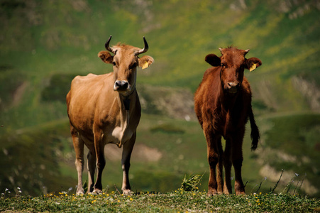 两头牛在山里走来走去照片