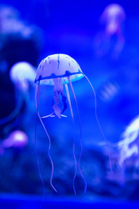 观光 建筑学 生活 自然 水族馆 旅行 旅行者 玻璃 商业